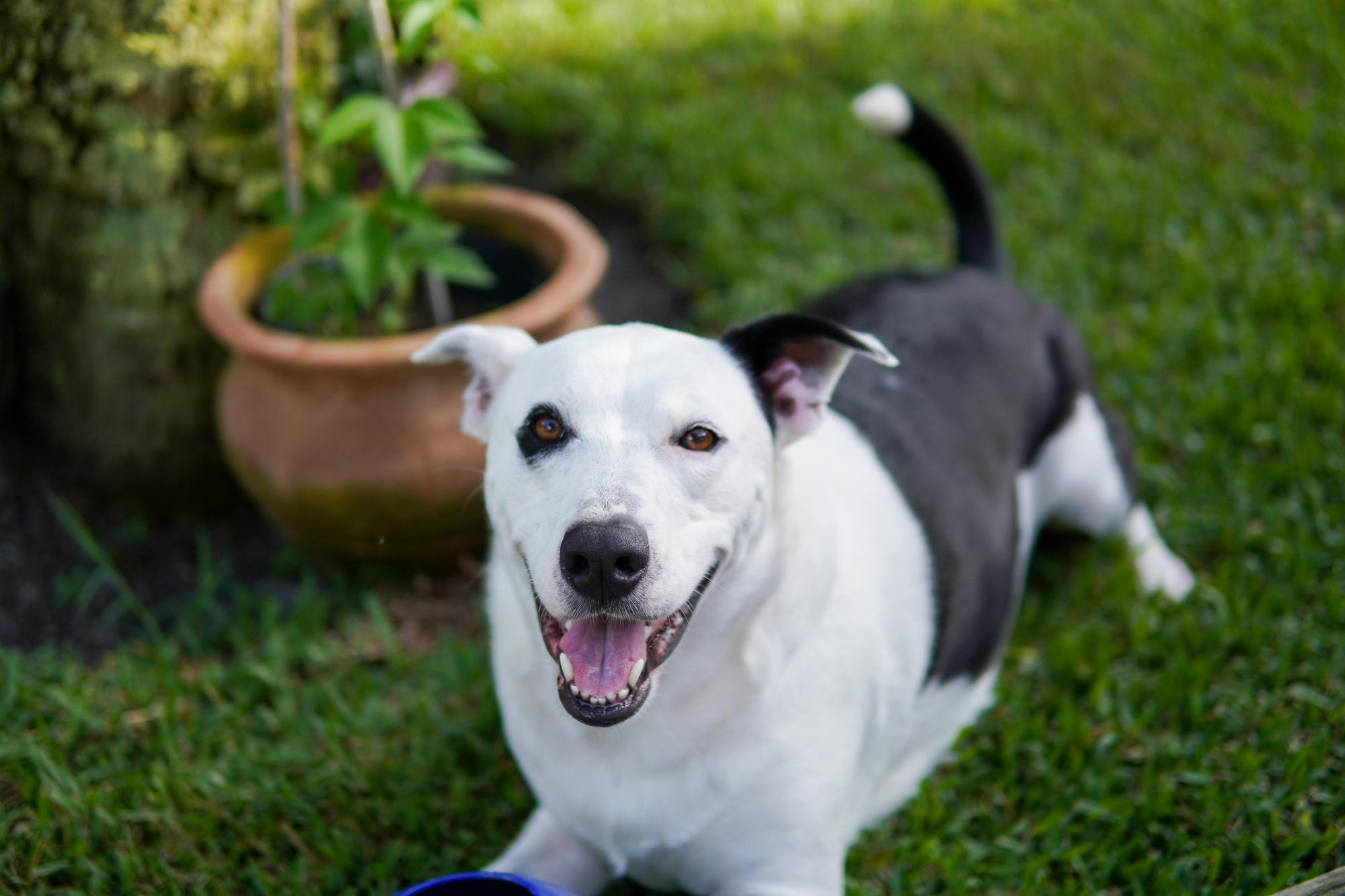 Best Flea Treatment for Dogs in Florida (2025 Guide)